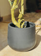 Fiberglass plant pot